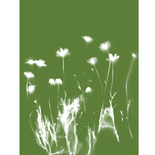 Load image into Gallery viewer, Lumen Print - Daisies