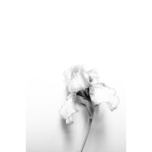 Load image into Gallery viewer, Iris - Black and White