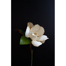 Load image into Gallery viewer, Magnolia - White