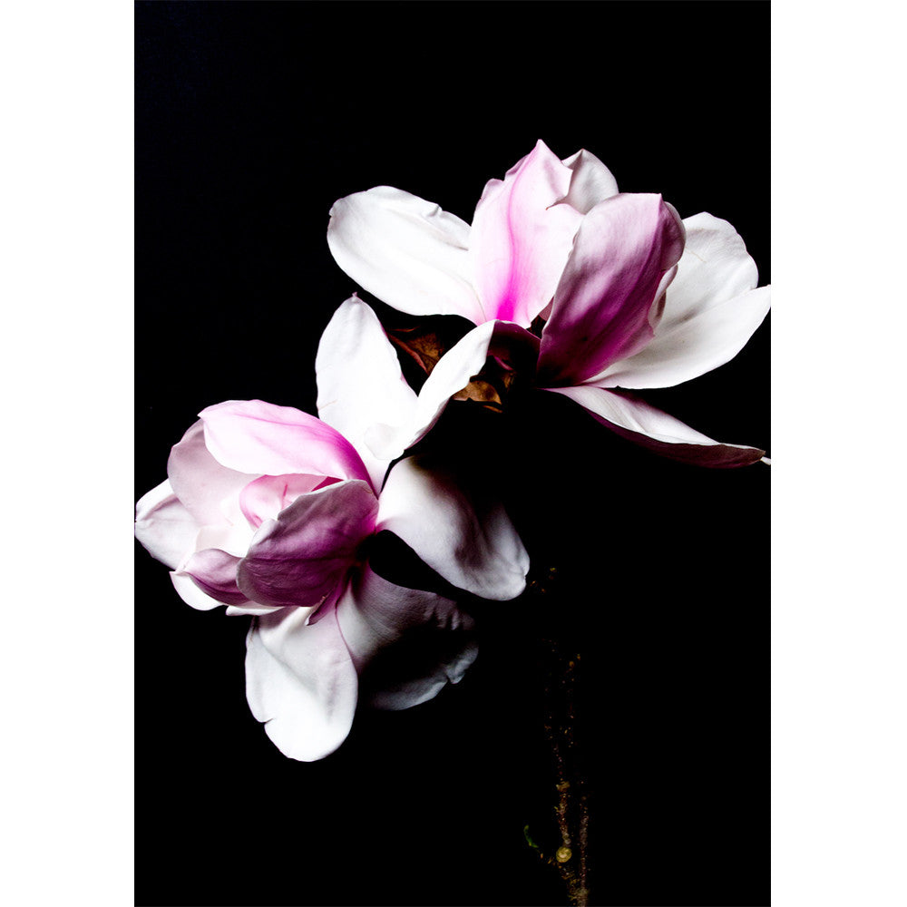 Magnolia - Pink