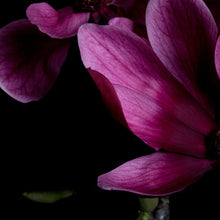 Load image into Gallery viewer, Magnolia - Velvet