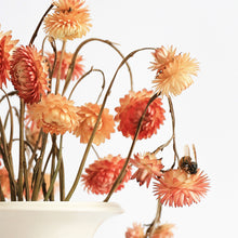 Load image into Gallery viewer, Found and Foraged - Paprika Party