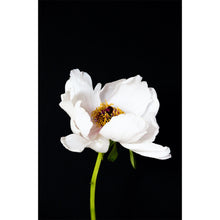 Load image into Gallery viewer, Peony - White