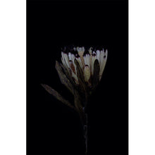 Load image into Gallery viewer, Protea - White