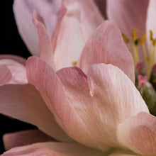Load image into Gallery viewer, Peony Bloom
