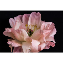 Load image into Gallery viewer, Peony Bloom
