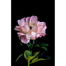 Load image into Gallery viewer, Peony Bloom II
