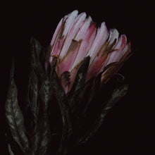 Load image into Gallery viewer, Protea - Pink
