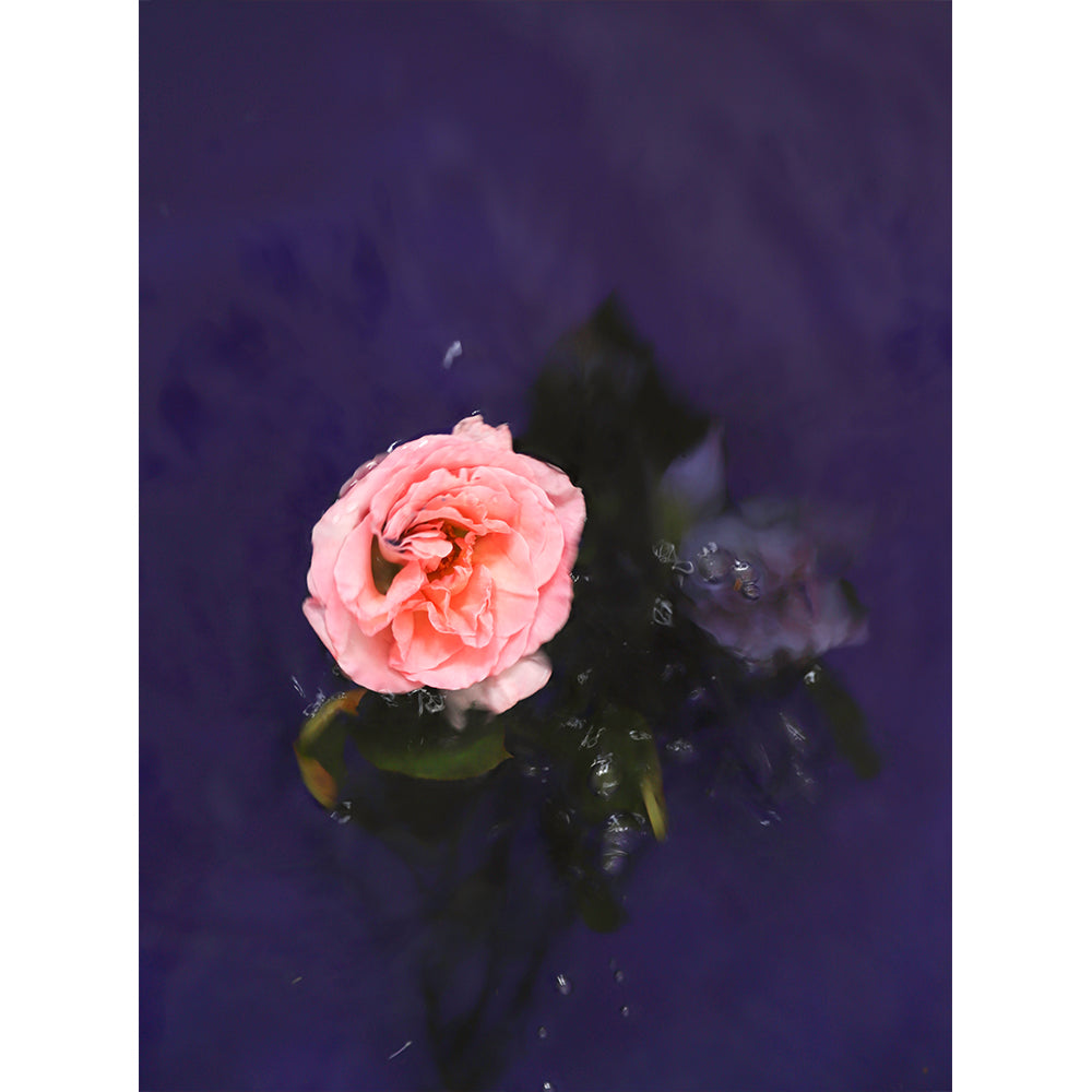 Ophelia series - Rose And Fall