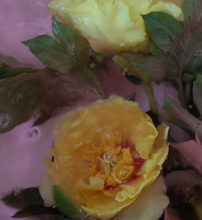 Load image into Gallery viewer, Watercolour Gardens  - Sorbet
