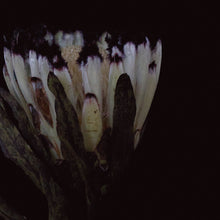 Load image into Gallery viewer, Protea - White
