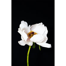 Load image into Gallery viewer, Peony - White

