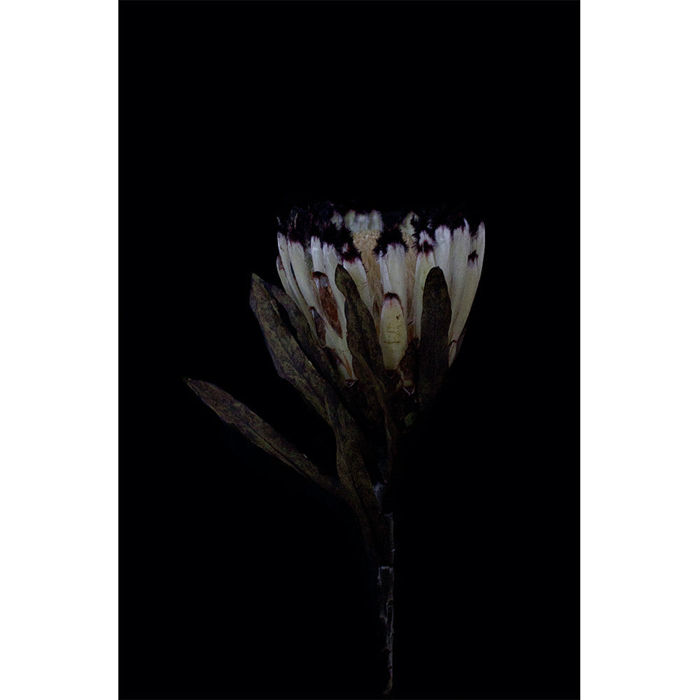 Protea - White